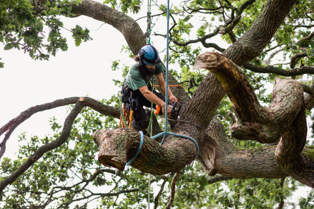 Best Hedge Trimming  in Cera, AL