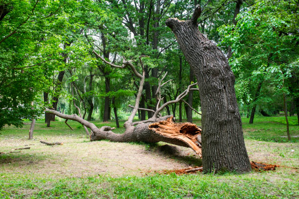 Best Fruit Tree Pruning  in Cera, AL