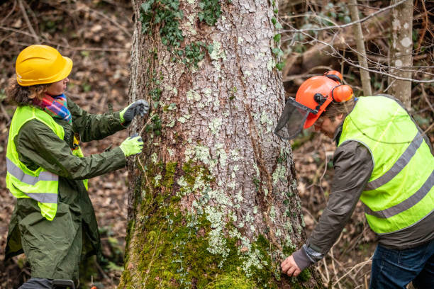 Best Root Management and Removal  in Cera, AL