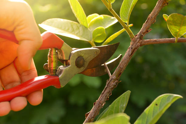 Best Emergency Tree Removal  in Cera, AL